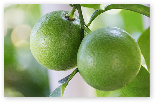 大分県産カボス果汁配合